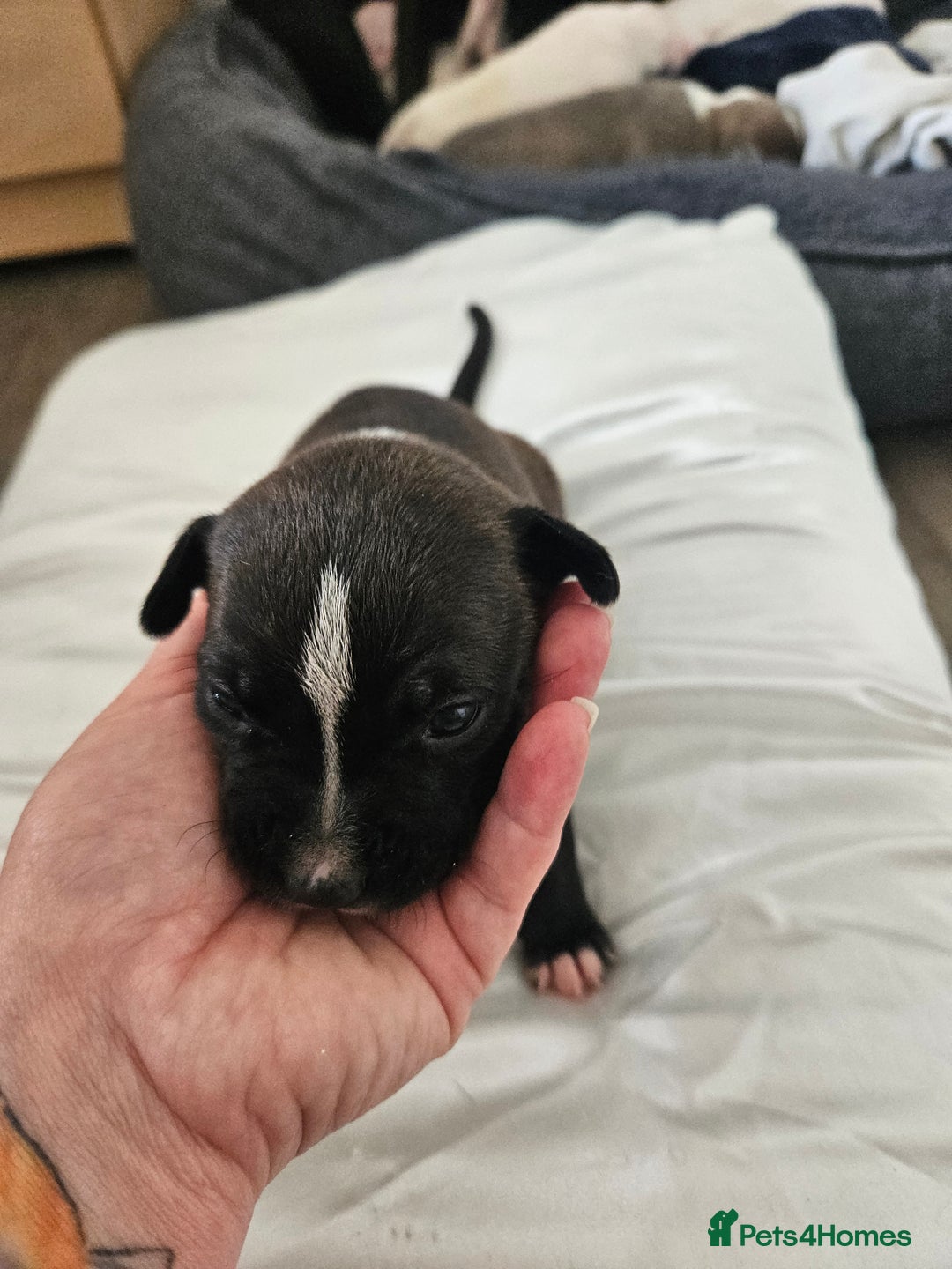 Staffordshire Bull Terrier dogs for sale:  Unique Classic Markings - Image 37