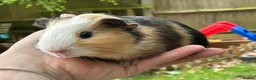 Guinea Pig rodents for sale: Baby boys - Advert 4