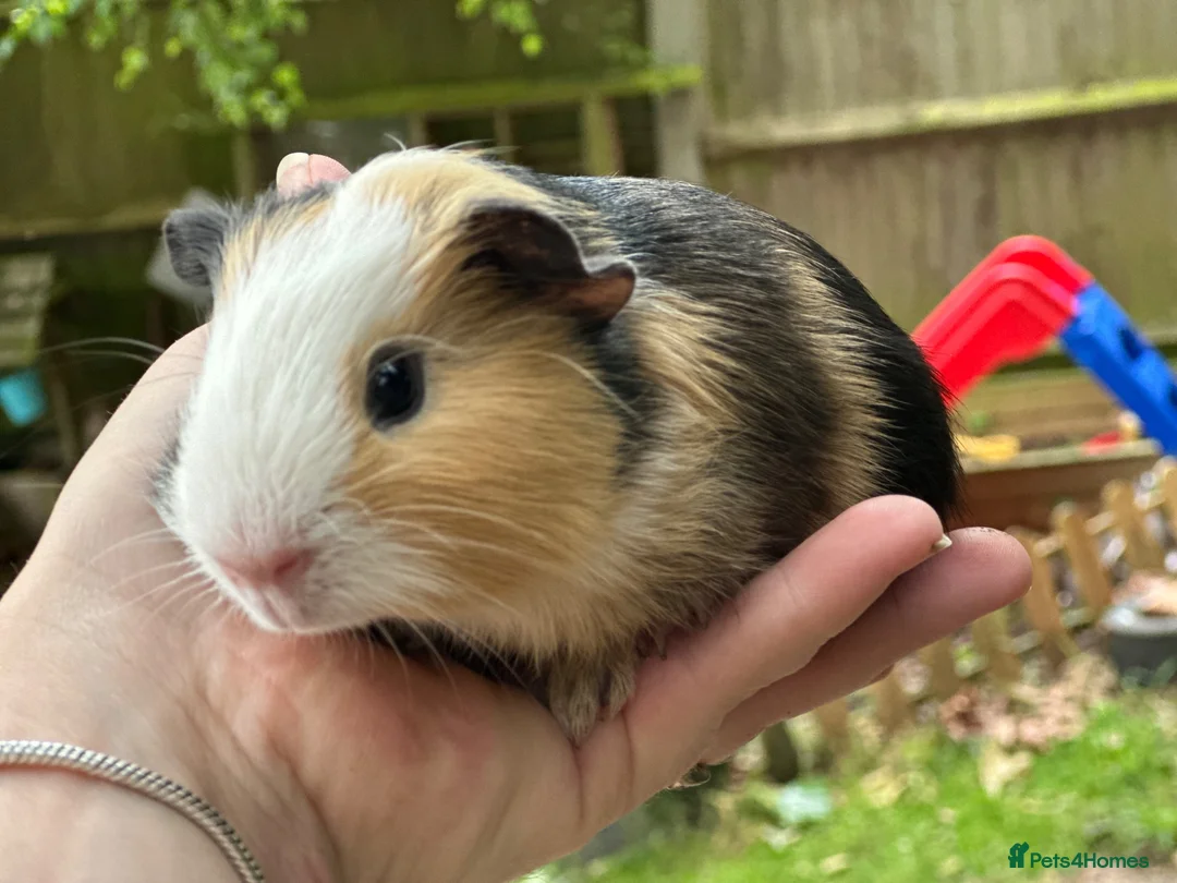 Guinea Pig rodents for sale: Baby boys - Advert 4
