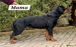 Rottweiler dogs for sale: KC Registered Rottweiler Puppies excellent lineage - Image 18