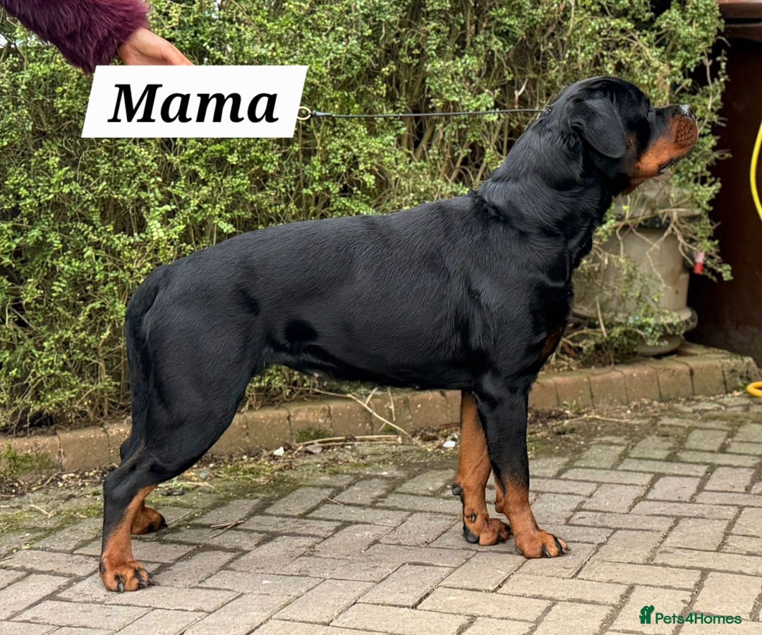 Rottweiler dogs for sale: KC Registered Rottweiler Puppies excellent lineage - Image 18