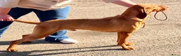 Hungarian Vizsla dogs for sale: KC registered from Fully Health tested parents - Advert 10