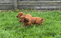 Irish Setter dogs for sale: Stunning Irish Red Setters pups - 1 Boy left - Image 1
