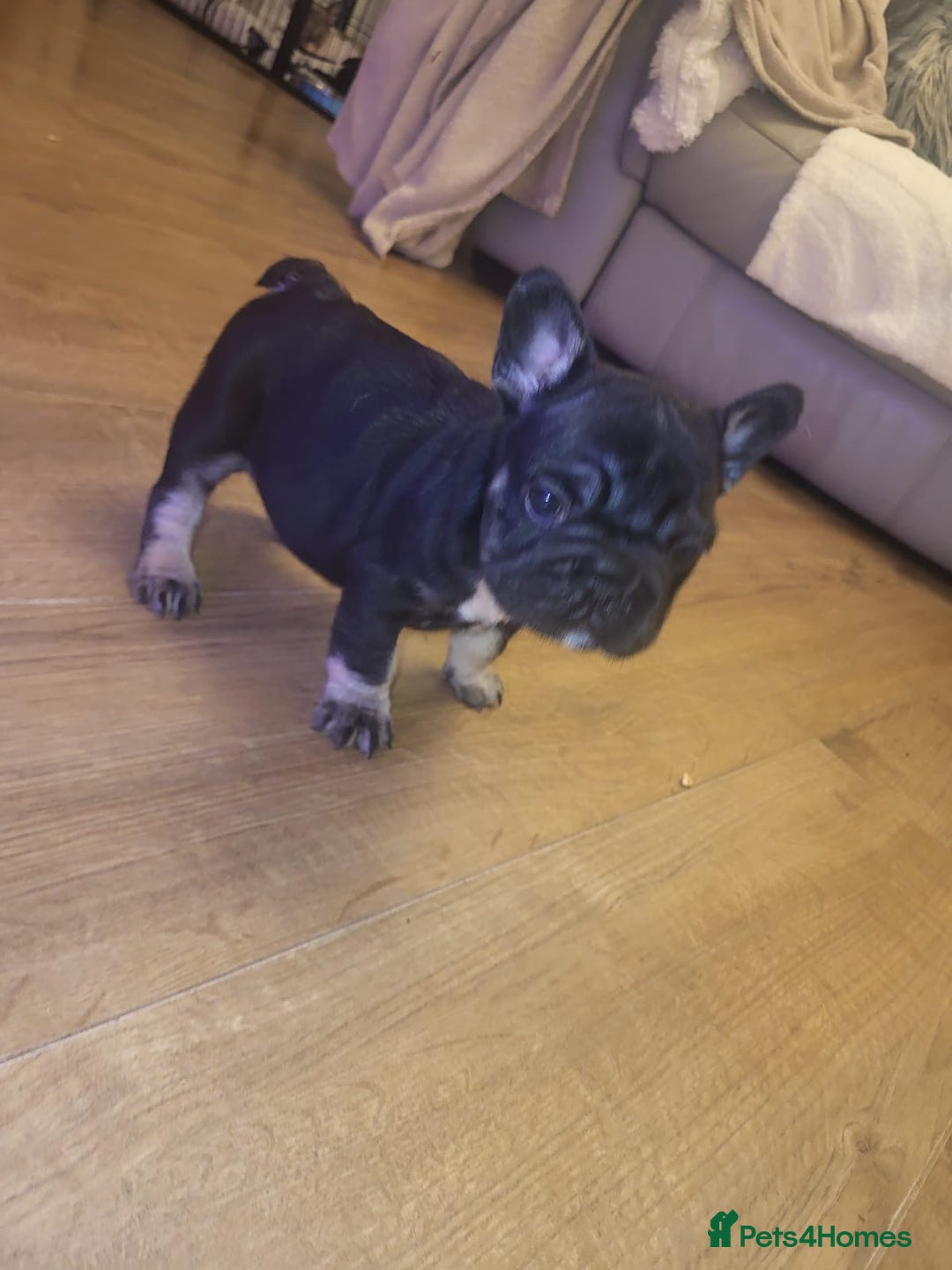 French Bulldog dogs for sale: stunning pups ready to leave  - Image 7