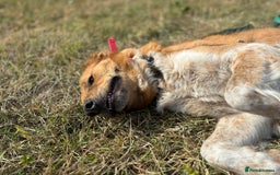 Canaan Dog dogs for sale: Roo - Canaan Dog Mix - Image 5