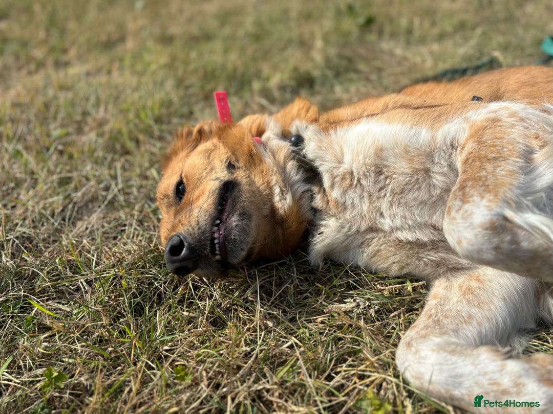 Canaan Dog dogs for sale: Roo - Canaan Dog Mix - Image 5