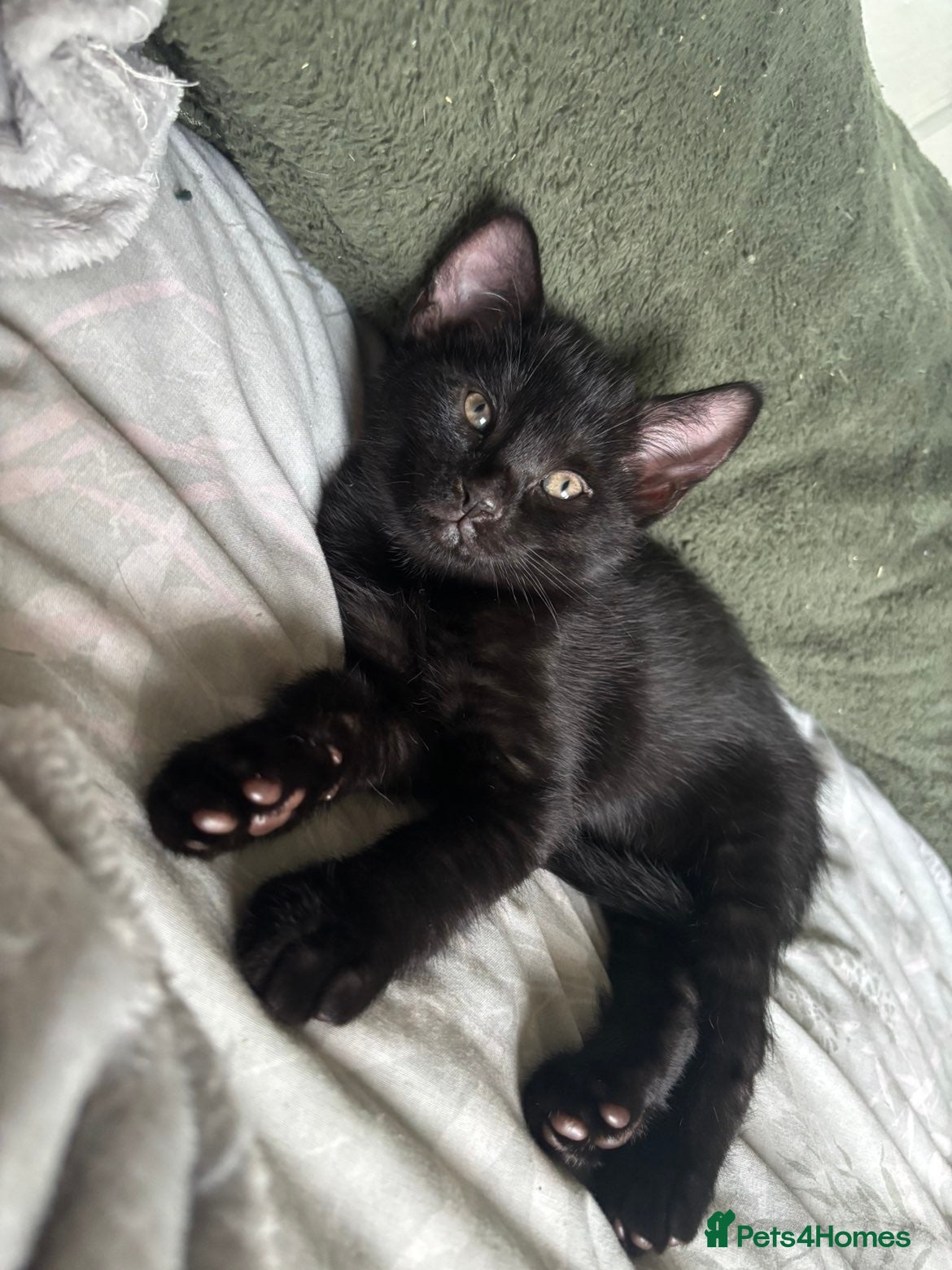 Mixed Breed cats for sale: £100, Maine coon/American wirehair and Bombay mix - Advert 7