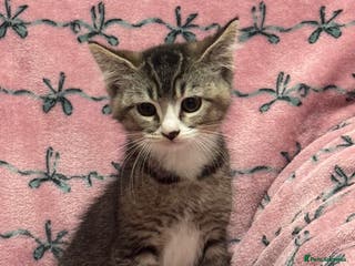 British Shorthair cats PURE BSH Girl kitten and BSH mix adorable boys - Advert 15