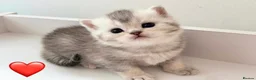British Shorthair cats for sale: Adorable silver NS11 British shorthair kittens. - Advert 5