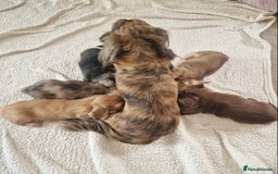 Miniature Dachshund dogs for sale: Lovely coat miniature Dachshund puppies - Image 6