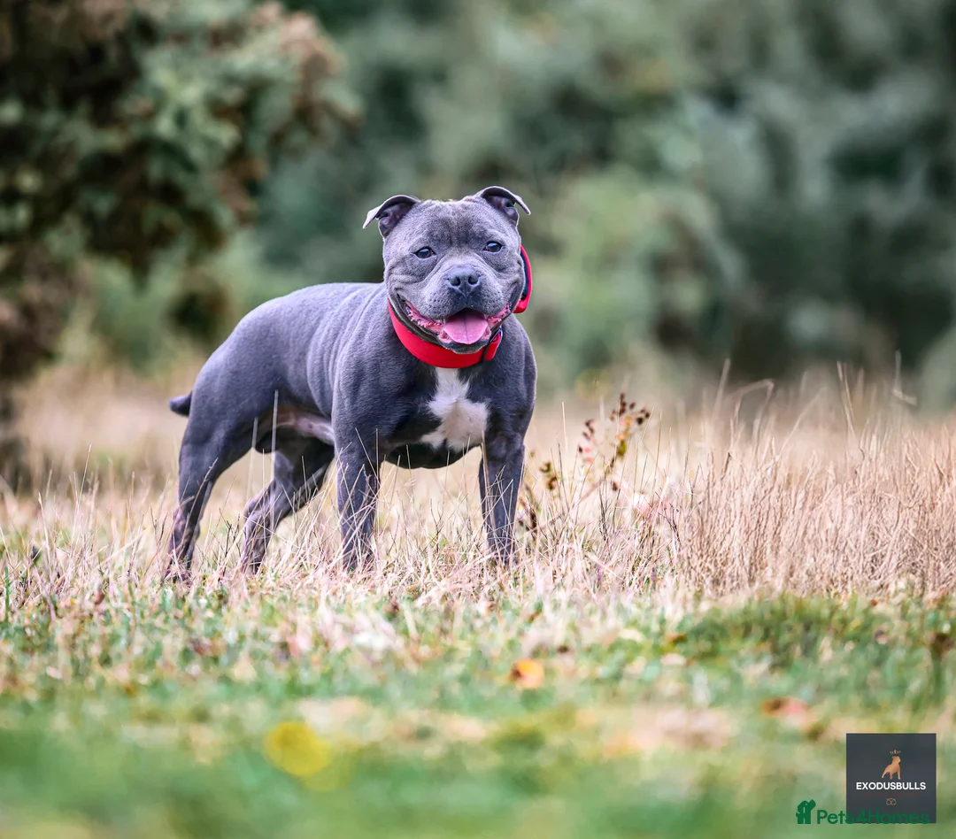 Staffordshire Bull Terrier dogs for stud: 📣  SIRE OF THE WORLD WINNER PUPPY DOG 2024 in Faversham - Advert 4