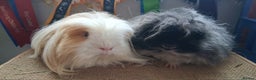 Guinea Pig rodents for sale: Pair of rescue boys looking for loving home - Advert 1