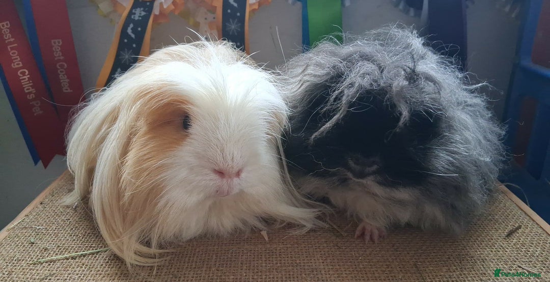 Guinea Pig rodents for sale: Pair of rescue boys looking for loving home - Advert 1