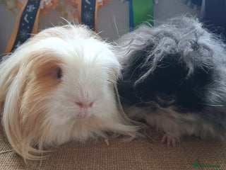 Guinea Pig rodents Pair of rescue boys looking for loving home - Advert 6