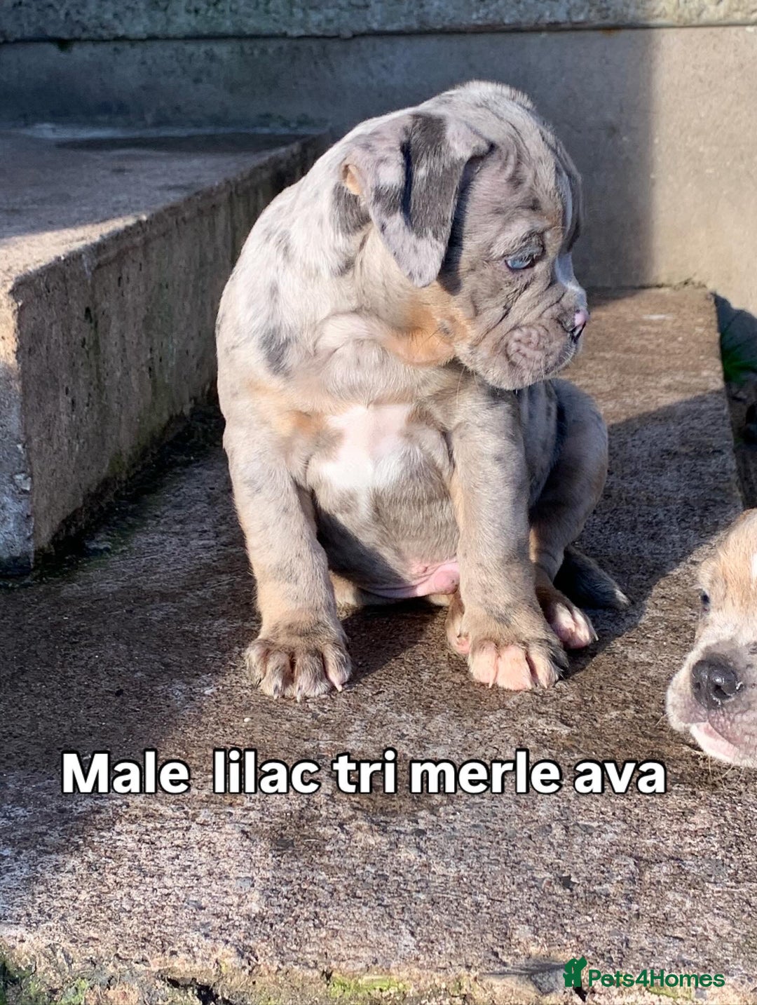 Olde English Bulldogge dogs for sale: Olde English bulldogges generational  - Advert 31