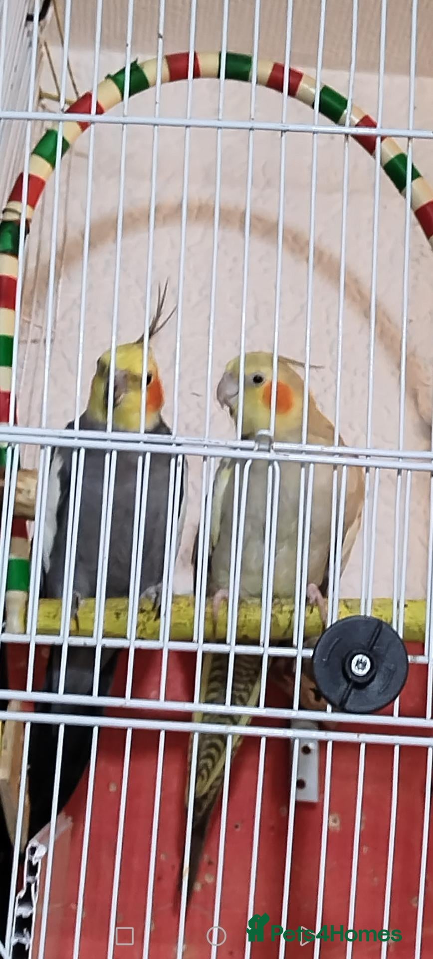 Cockatiels birds Cokatil - Advert 9