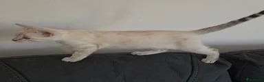 Bengal 4