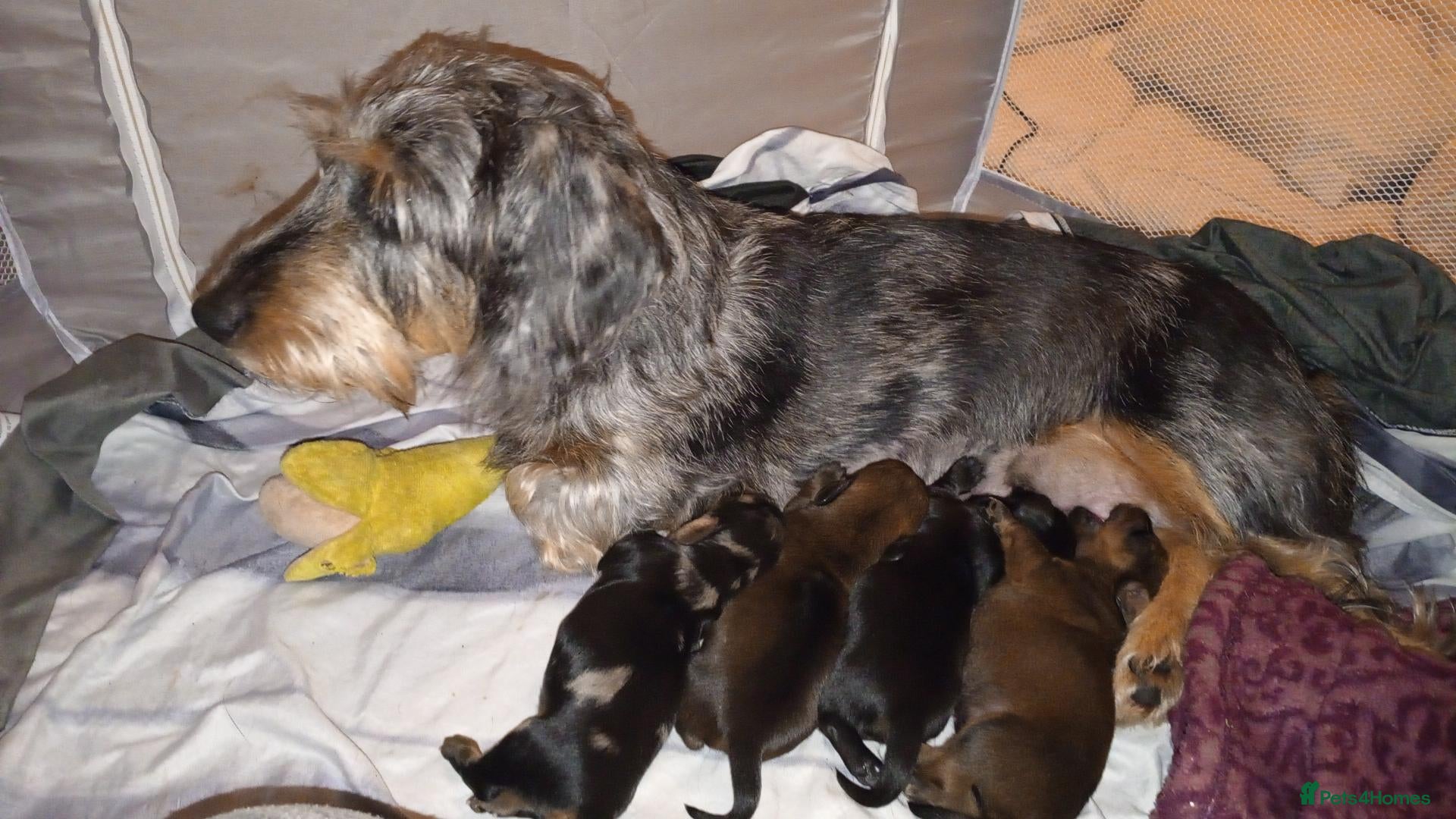 Miniature Dachshund dogs for sale: Miniature dachshunds - Advert 7