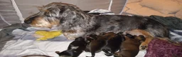 Miniature Dachshund dogs for sale: Miniature dachshunds - Advert 1