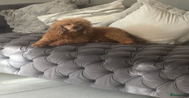 Toy Poodle dogs - Advert 2