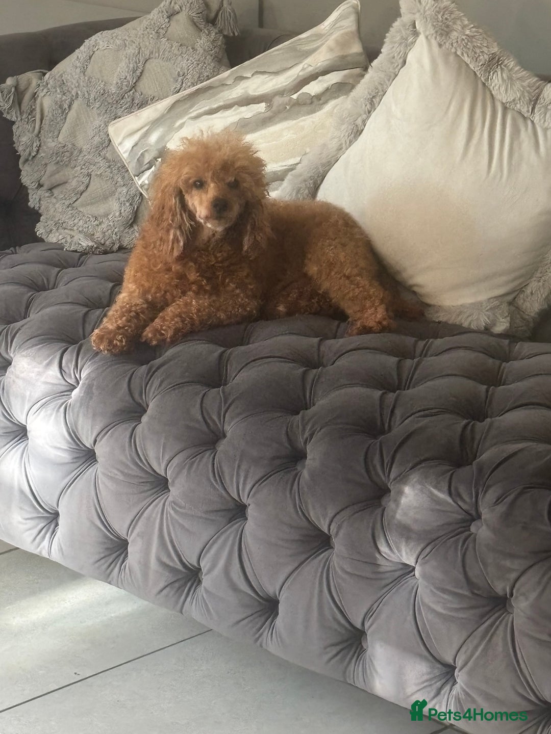 Toy Poodle dogs for sale: Kc reg Toy poodle bitch  - Image 1