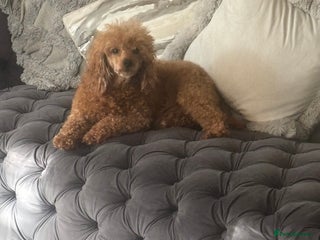 Toy Poodle dogs - Advert 4