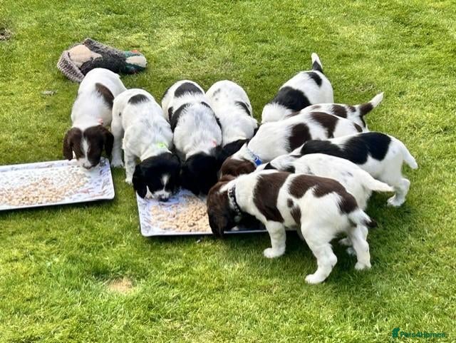 English Springer Spaniel dogs Stunning KC registered ESS from working stock - Advert 1