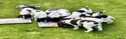 English Springer Spaniel dogs for sale: Stunning KC registered ESS from working stock - Advert 1