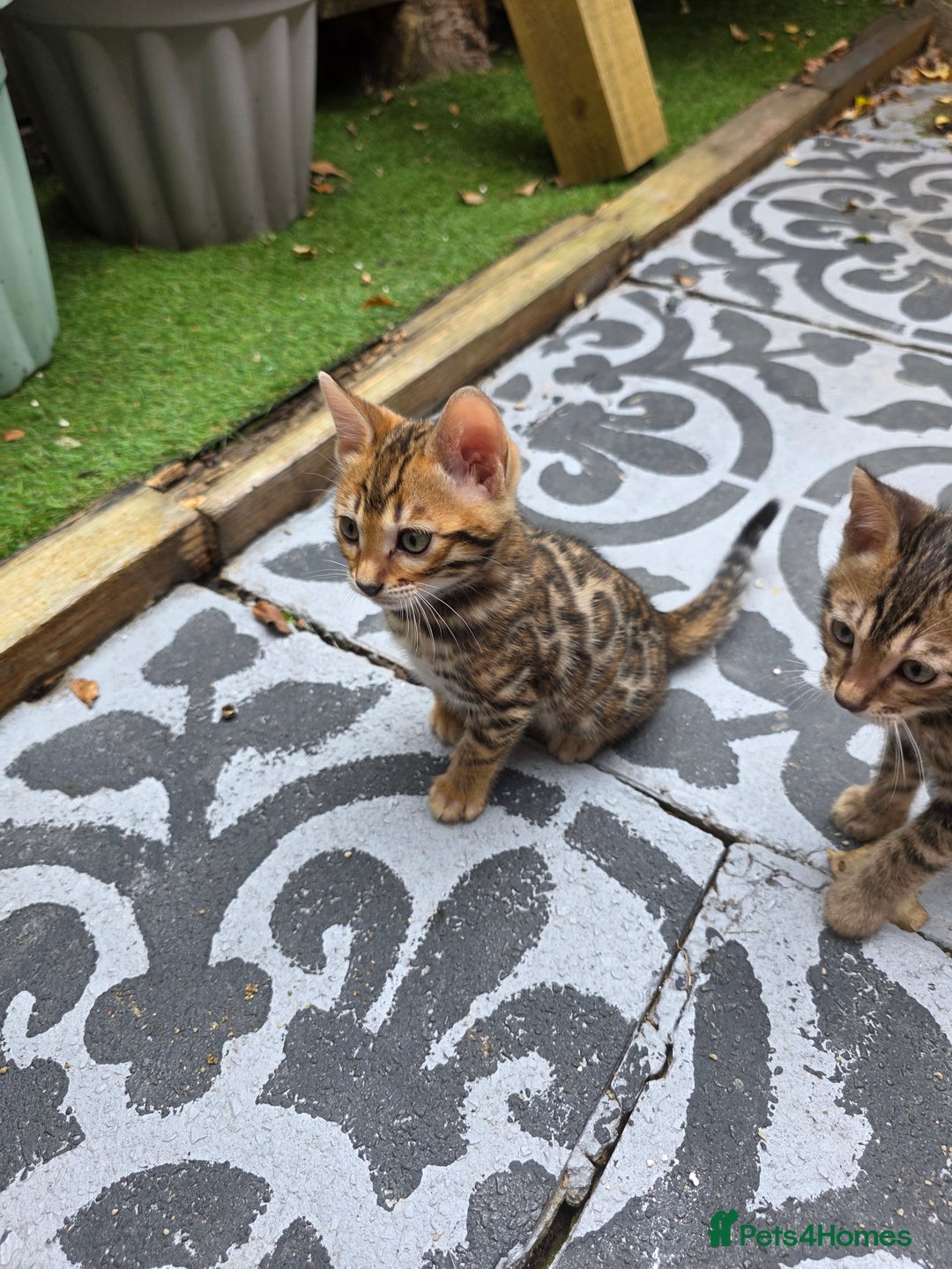 Bengal cats for sale: ✨ Bengal Kittens Looking for Loving Homes ✨ - Image 13