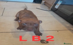 Staffordshire Bull Terrier dogs for sale: Staffordshire bull terrier 2x litters - Image 5