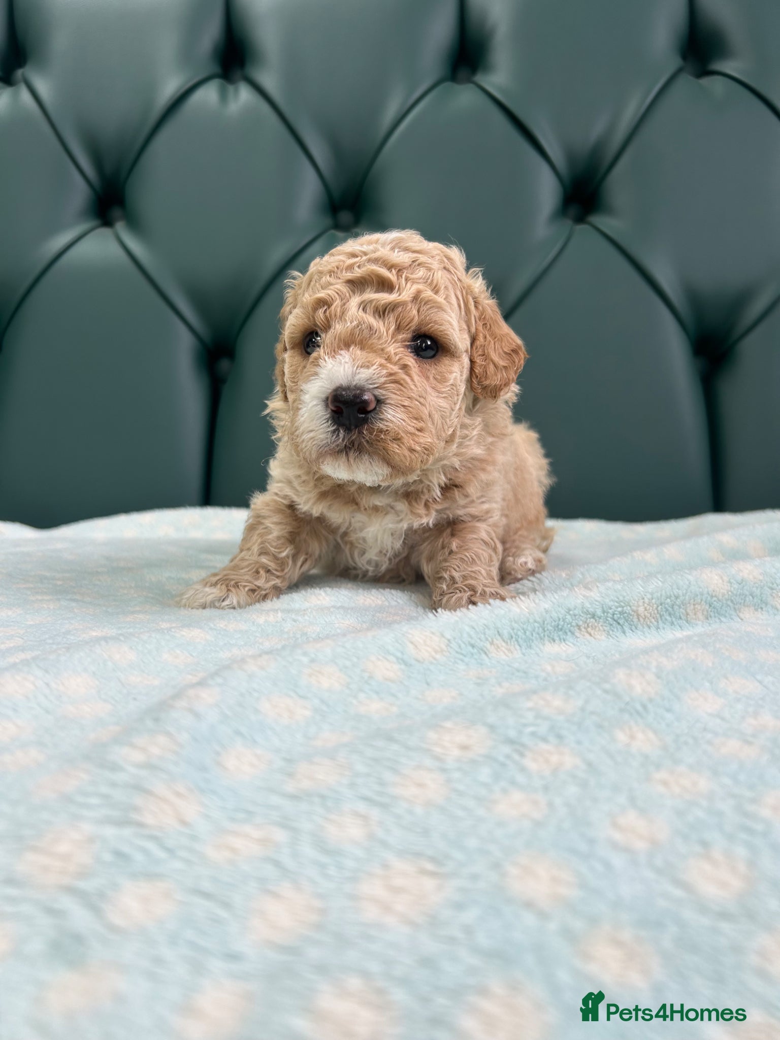 Poochon dogs for sale: 5⭐️ Licensed. Health tested Poochons - Advert 8
