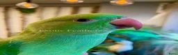 Ringnecks birds for sale: Hand Reared Baby Indian Ringneck Parrots For Sale - Advert 17