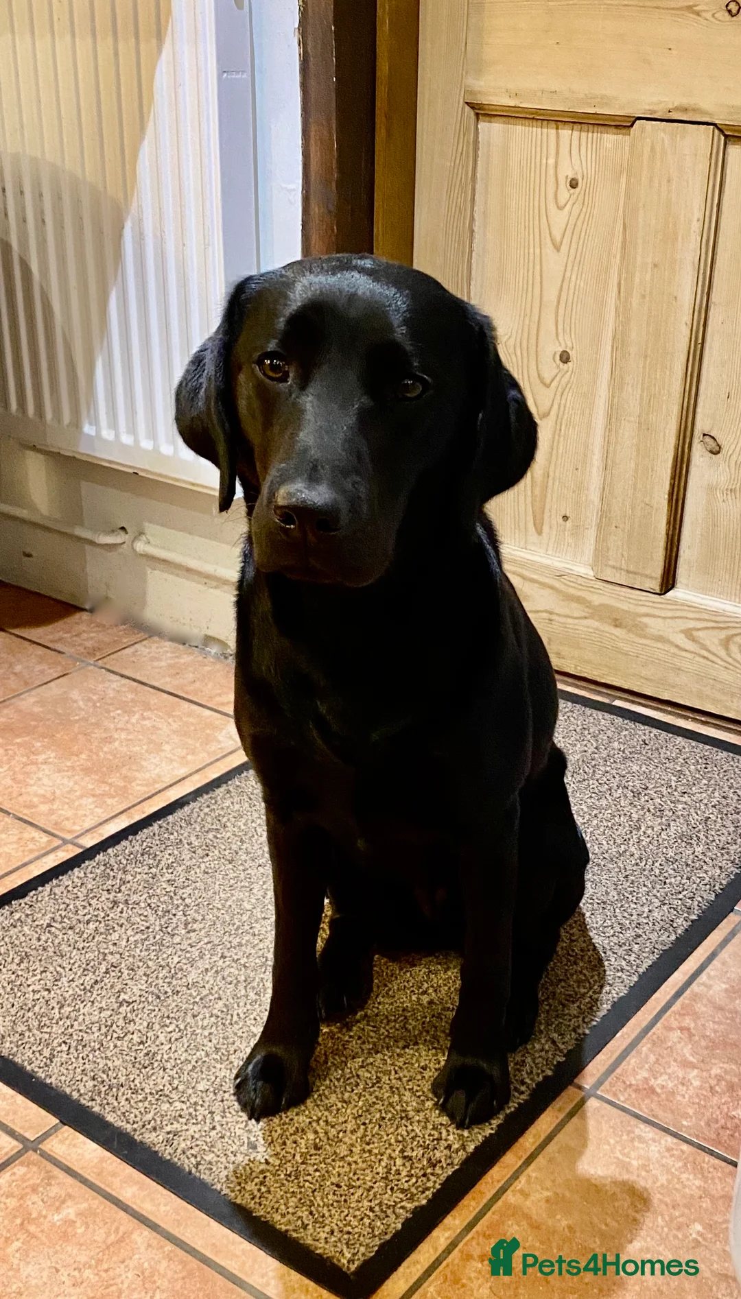 Labrador Retriever dogs for sale: Fully Health Tested KC Registered Labrador Puppy - Advert 2