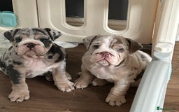 English Bulldog dogs for sale: LAST BOY ENGLISH BULLDOG PUP in South Ockendon - Image 23