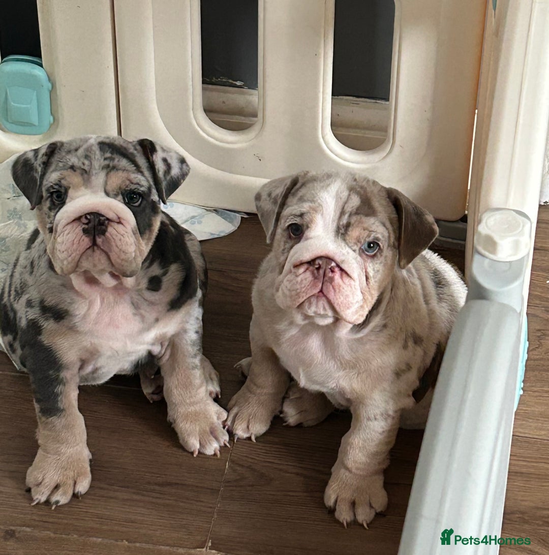 English Bulldog dogs for sale: LAST BOY ENGLISH BULLDOG PUP in South Ockendon - Image 23
