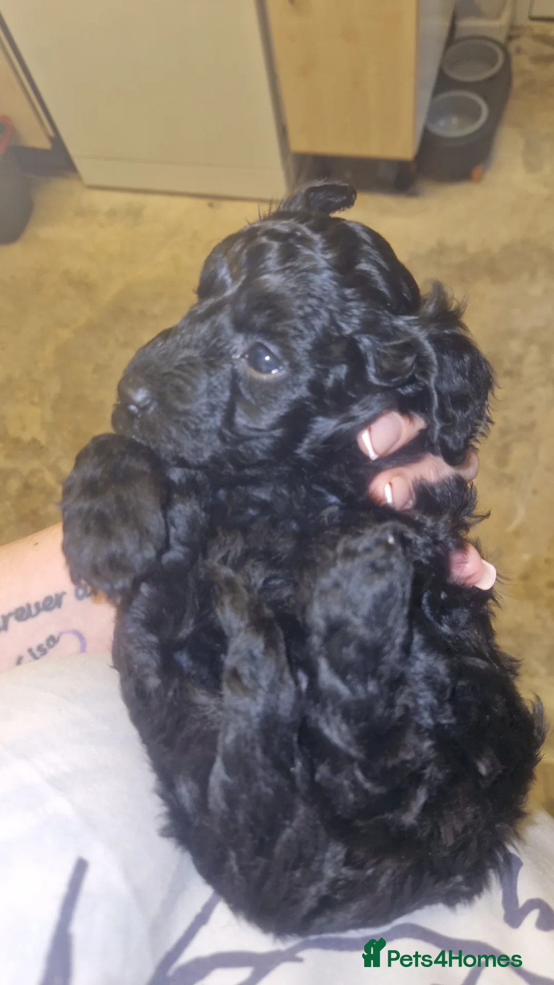 Cockapoo dogs for sale: Toy cockerpoos  - Advert 13