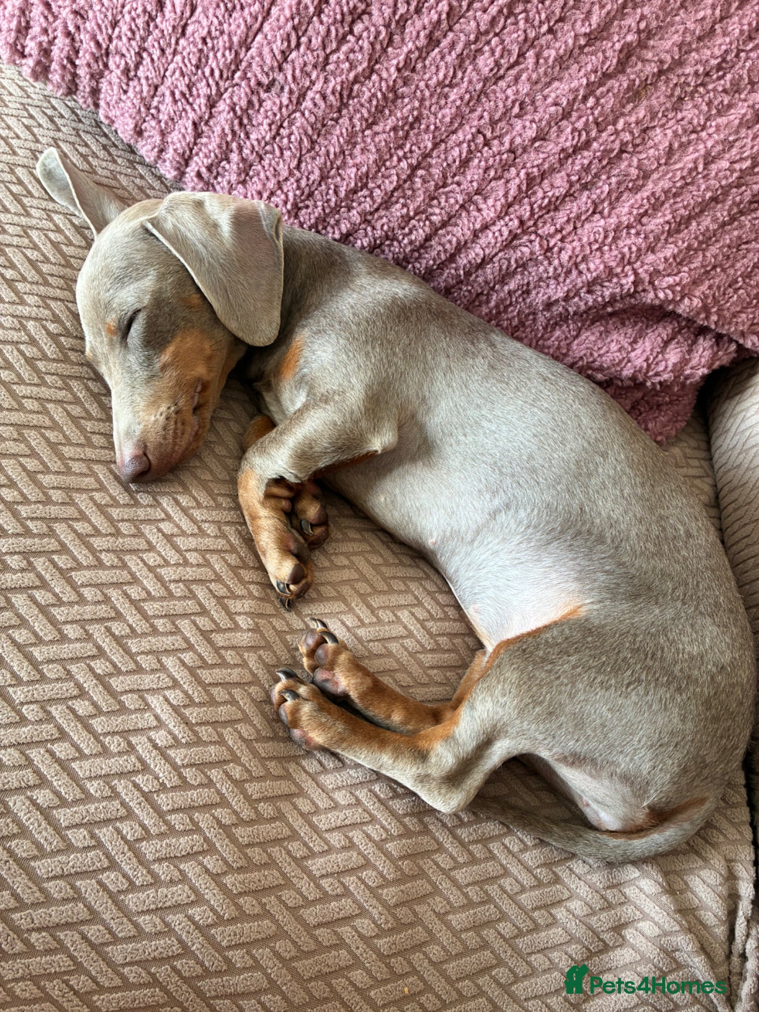 Miniature Dachshund dogs Miniature Dachshund  - Advert 1