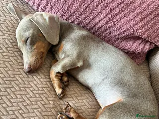 Miniature Dachshund dogs Miniature Dachshund - Advert 2