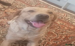 Labrador Retriever dogs for stud: P.R.O.V.E.N Yellow Labrador Stud - Image 3