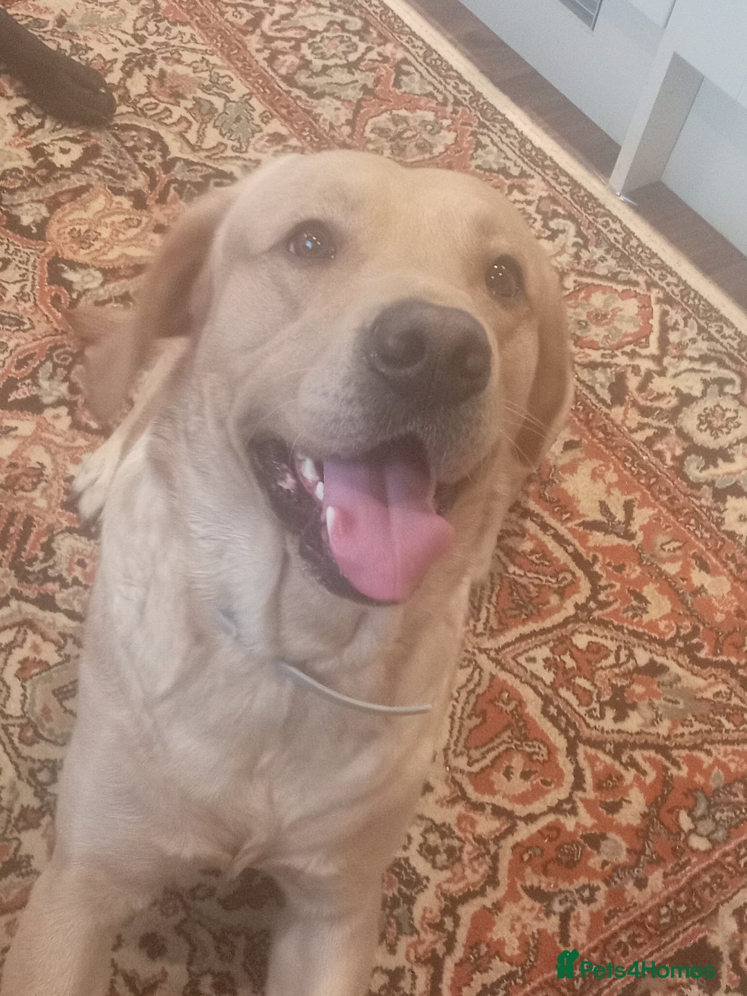 Labrador Retriever dogs for stud: P.R.O.V.E.N Yellow Labrador Stud - Image 3