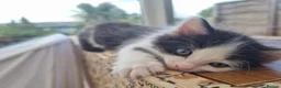 Mixed Breed cats for sale: 4 Beautiful Kittens Looking for Forever Homes in Taunton - Advert 4