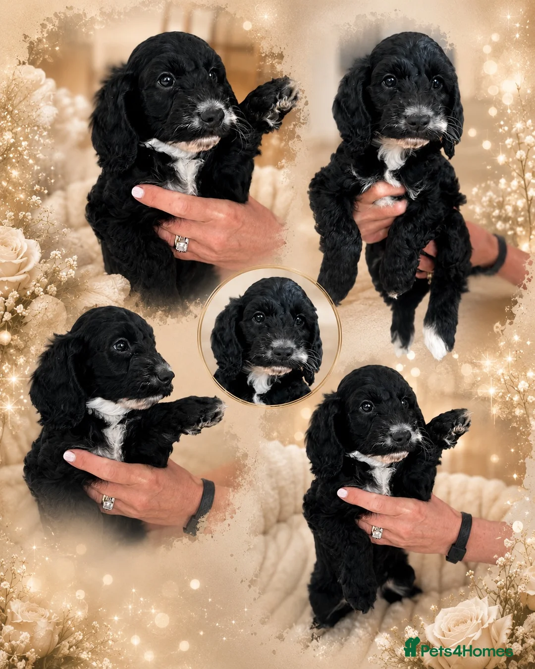 Cockapoo dogs for sale: Beautiful F1 cockapoo puppies  - Advert 1