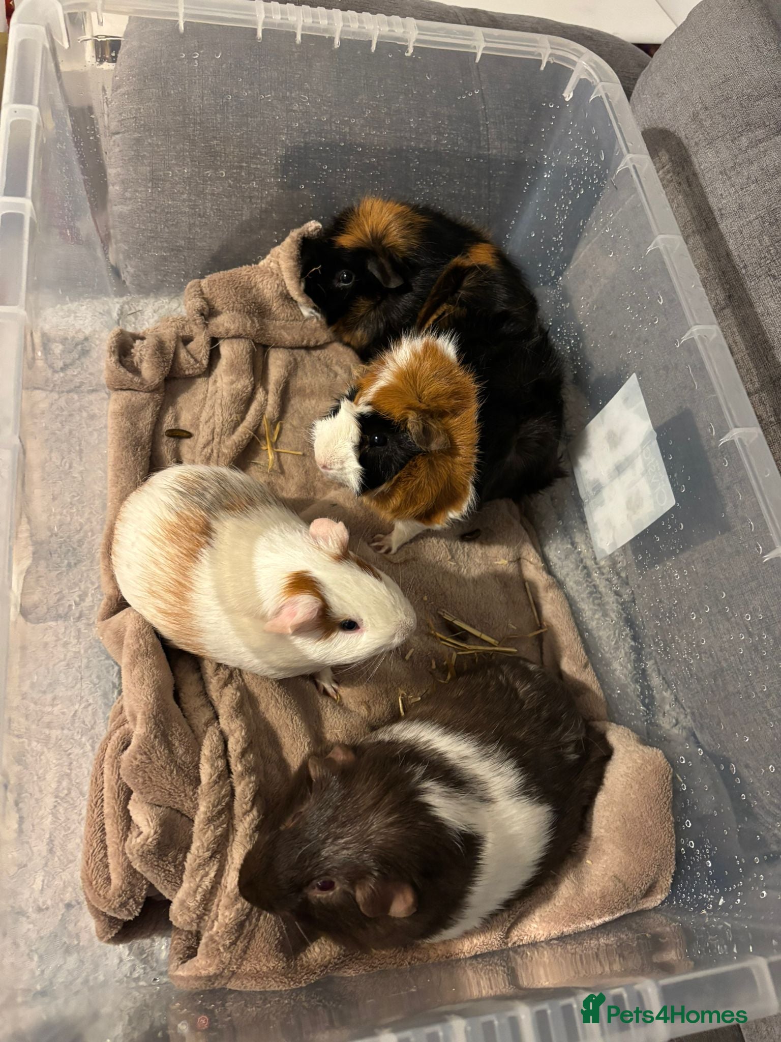 Guinea Pig rodents 4 Bonded Male Guinea Pigs – Very Friendly - Advert 11