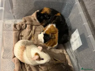 Guinea Pig rodents 4 Bonded Male Guinea Pigs – Very Friendly - Advert 4