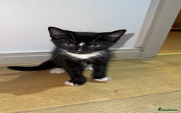British Shorthair cats for sale: Male Tuxedo - Image 1