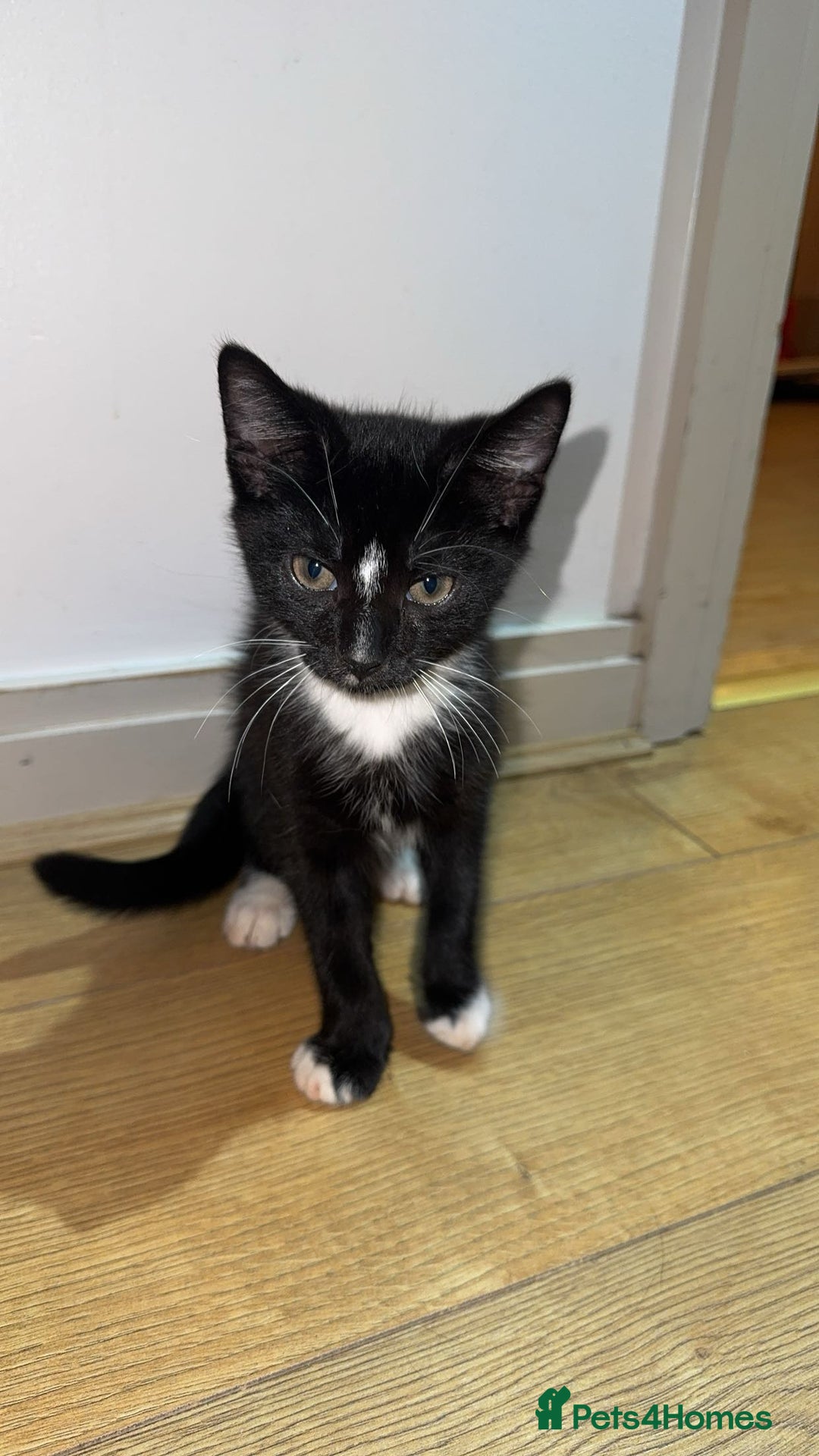 British Shorthair cats for sale: Male Tuxedo - Image 1
