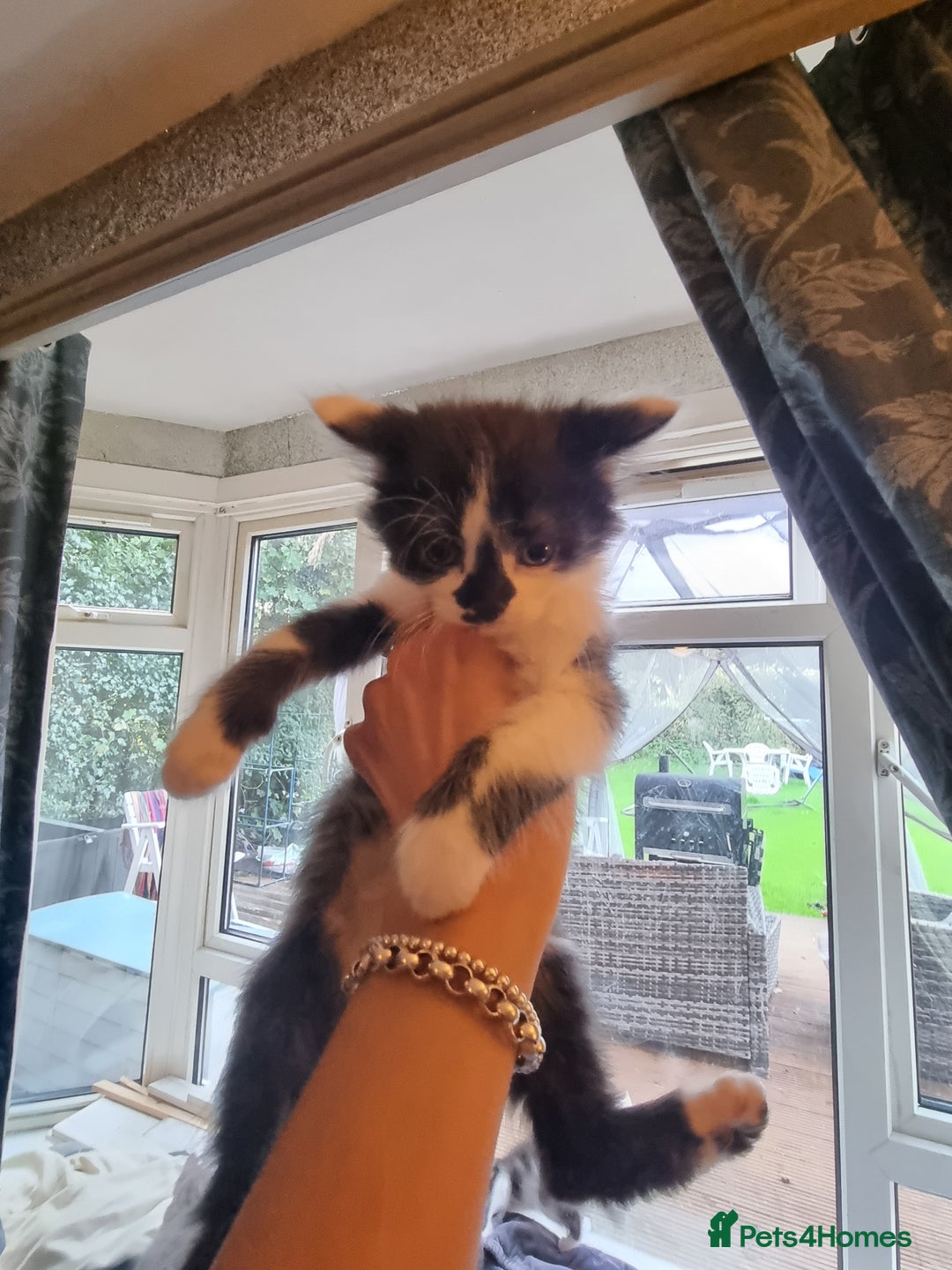 Mixed Breed cats for sale: mix Bengal and Norweign Forrest Kittens - Advert 10