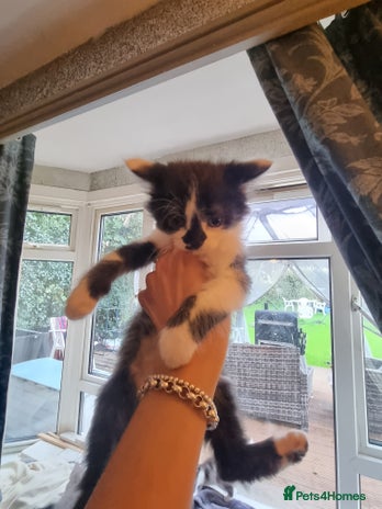 Mixed Breed cats - Advert 8
