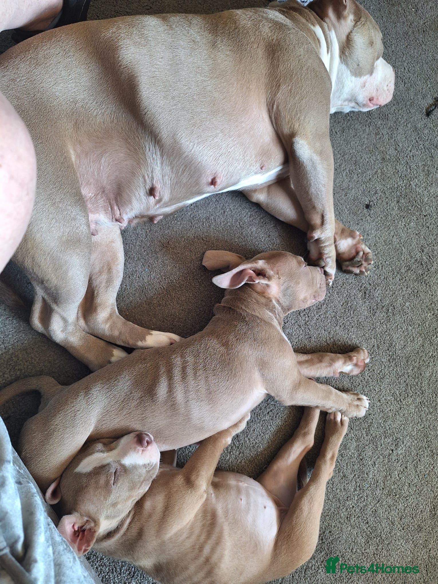 American Bully dogs Female American pocket bully puppy - Advert 3