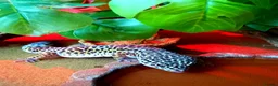 Leopard Gecko reptiles for sale: Leopard Gecko  - Advert 2
